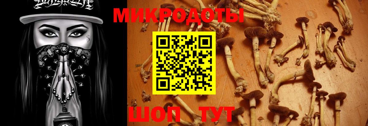 Псилоцибиновые грибы Psilocybine cubensis Калининград